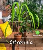 Cod. 245- Citronela