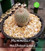 Cod. 240 - Mammillaria matheuzianus C13