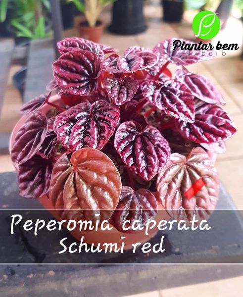Cód. 380 - Peperomia caperata schumi red c13