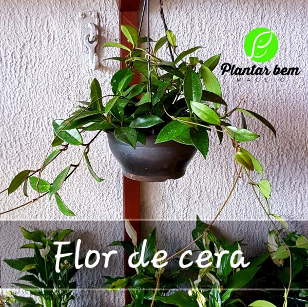 Cod. 152 - Flor de cera - rosa clara - Plantar Bem Maceió