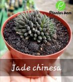 Cod. 145 - Jade chinesa (Sinocrassula Yunnanesis) P 11