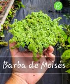 Cod. 281 - Barba de Moisés (Soleirolia soleirolii) cuia 13