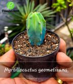 Cod. 496 - Myrtillocactus geometrizans P07
