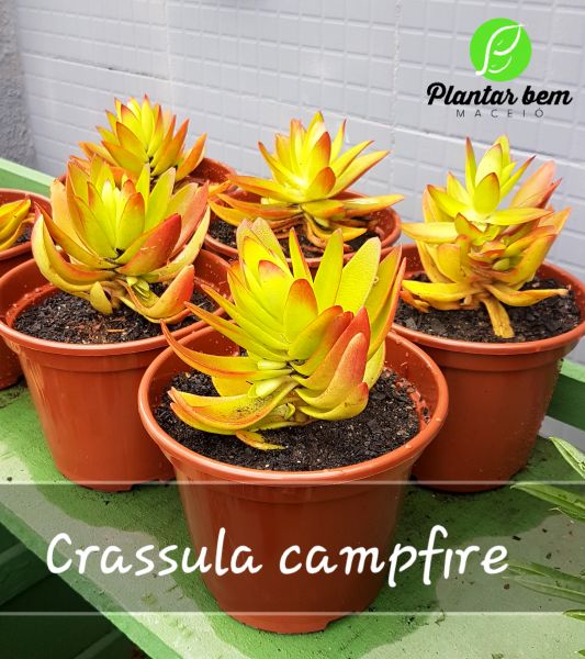 Cod. 336 - Crassula capitella campfire P15