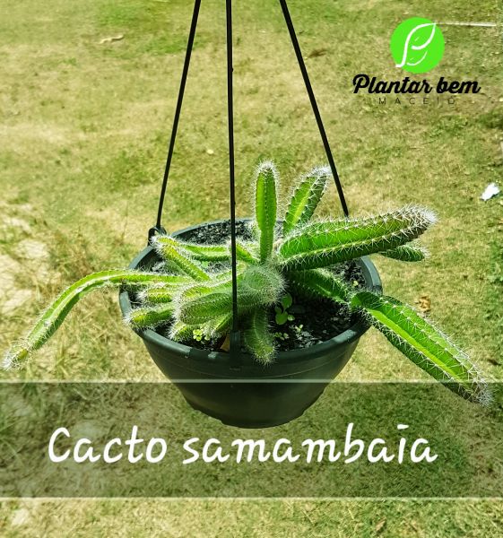 Cod. 273 - Cacto samambaia (Selenicereus validus) Cuia 21