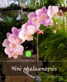 Cod. 332 - Orquídea mini phalaenopsis - Rosa claro