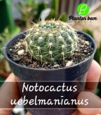 Cod. 186 - Notocactus uebelmanianus P07