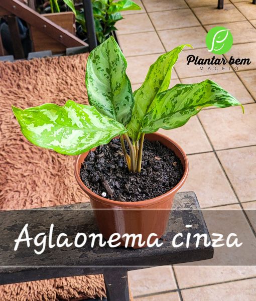 Cod. 727 - Aglaonema Cinza P15