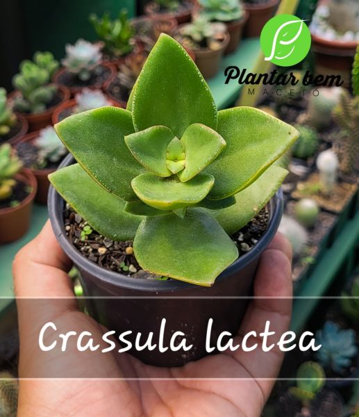 Cod. 588 - Crassula lactea P11