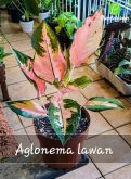 Cod. 751 - Aglaonema Lawan P17