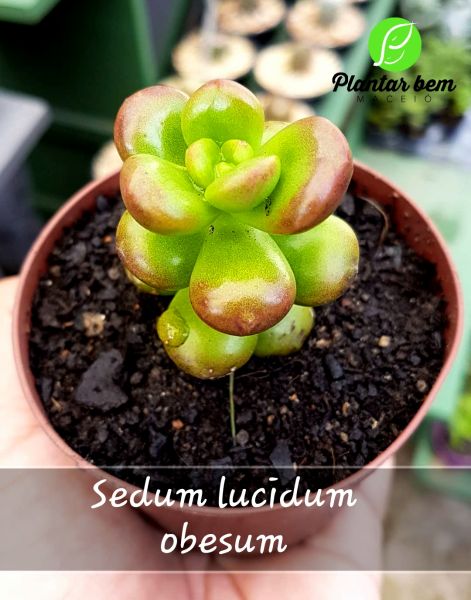 Cód. 437 - Sedum lucidum obesum P09