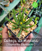 Cod. 673 - Cabeça de medusa (Euphorbia flanaganii) P12