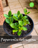 Cod. 652 - Peperomia tetragona C13