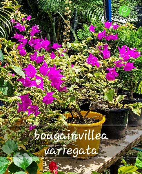 Cod. 740 - Bouganvillea variegata- Lilás P25