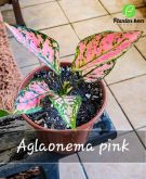 Cod. 750 - Aglaonema pink Valentine P15