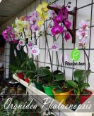 Cod. 000 - Orquídea phalaenopsis
