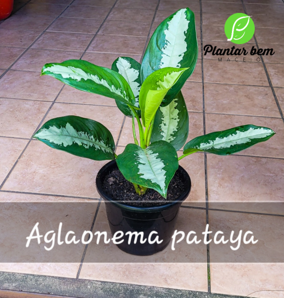 Cod. 610 - Aglaonema pataya P25