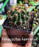 Cod. 369 - Ferocactus herrerae  P12
