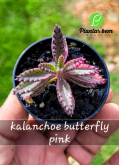 Cod. 655 - kalanchoe butterfly pink P06