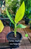 Cod. 790 - Cana indica variegata P27