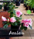 Cód. 444 - Azaleia rosa com branco (Saquinho)