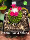 Cod. 067 - Mammillaria toluca P12