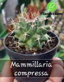Cod. 508 - Mammillaria compressa P07