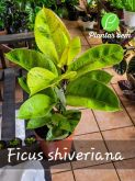 Cod. 729 - Ficus Shiveriana P17