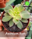 Cod. 517 - Aeonium Kiwi P09