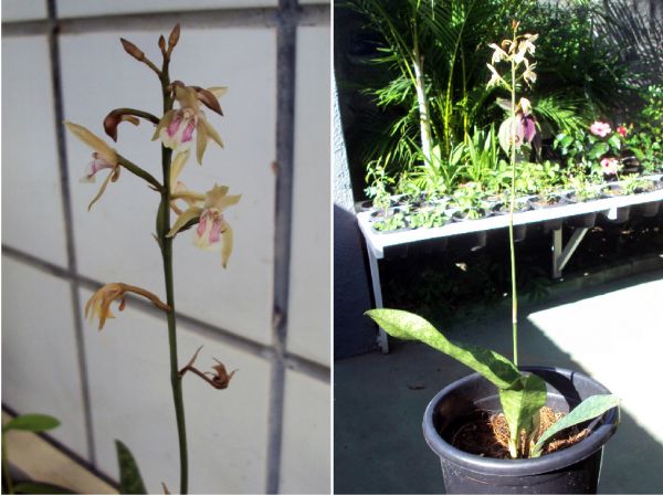 Cod. 179 - Orquídea - Oceoclades maculata - Plantar Bem Maceió