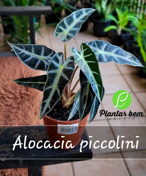 Cod. 539 - Alocasia piccolini P12