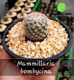 Cod. 239 - Mammillaria bombycina C13