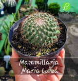 Cod. 617 - Mammillaria Maria Luiza P14