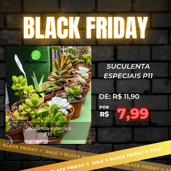 1cod. 546 - suculenta especiais P11 (vaso marrom)