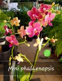 Cod. 334 - Orquídea mini phalaenopsis - rosa com borda amarela