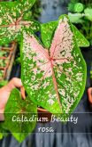 Cod. 725 - Caladium beauty rosa P15