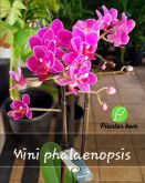 Cod. 333 - Orquídea mini phalaenopsis - roxa