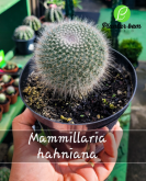 Cod. 616 - Mammillaria hahniana P14