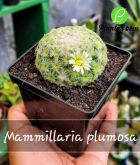 Cod. 250 - Mammillaria plumosa P12