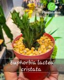 Cod. 737 - Euphorbia lactea cristata P12