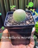 Cod. 595 - Mammillaria microthele P12