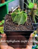 Cod. 538 - Astrophytum capricorne P12