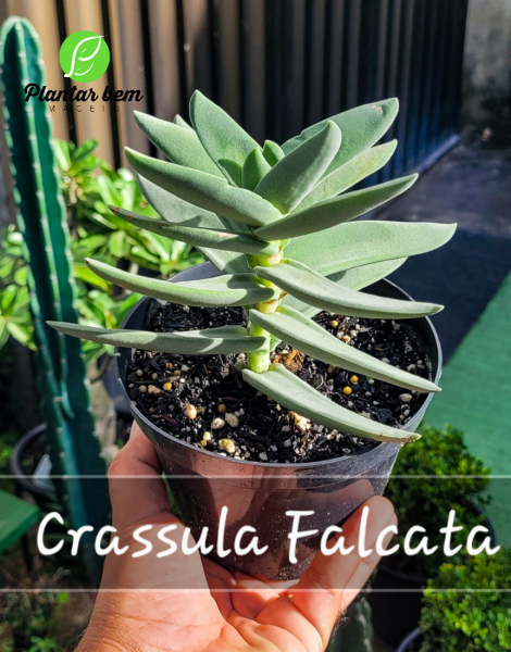 Cod. 614 -  Crassula falcata P14