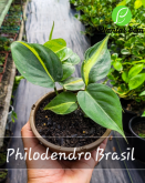 cod. 650 - Philodendro Brasil cuia 13