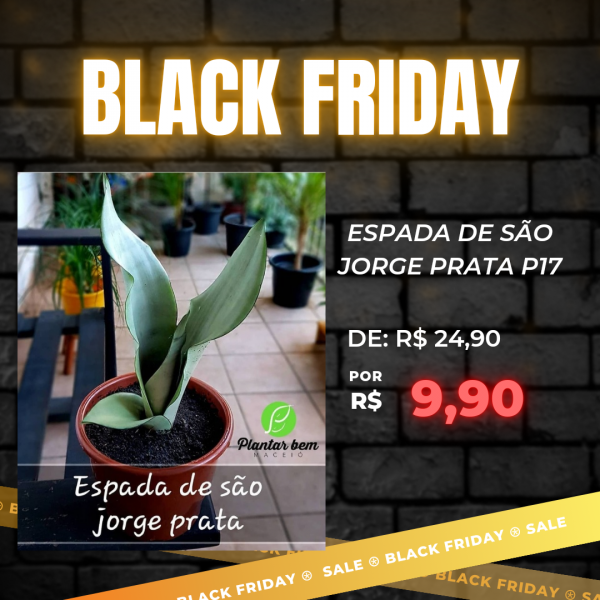 1Cod. 263 - Espada de são jorge prata (Sansevieria Moonshine)