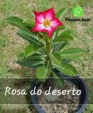 Cod. 078 - Rosa do deserto P15 - Rosa simples