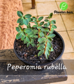 Cod. 651 - Peperomia rubella C13