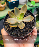 Cod. 659 - Graptoveria fred ives P11