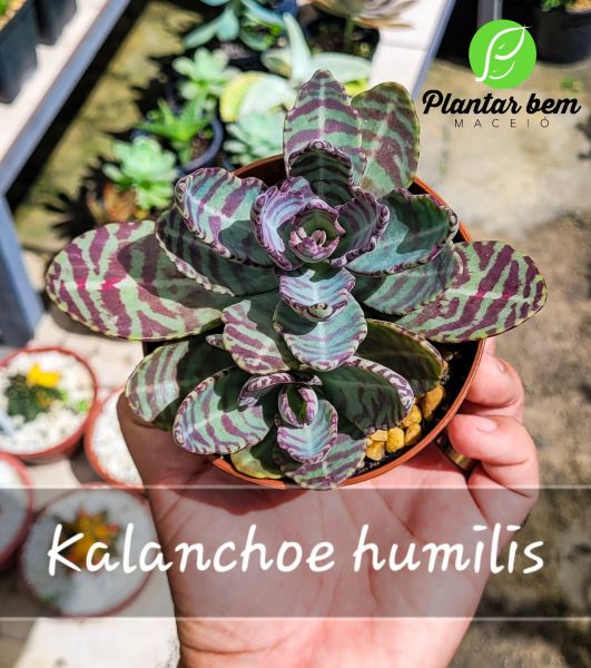 Cod. 735 - Kalanchoe humilis P11