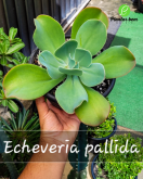 Cod. 615 - Echeveria pallida C21
